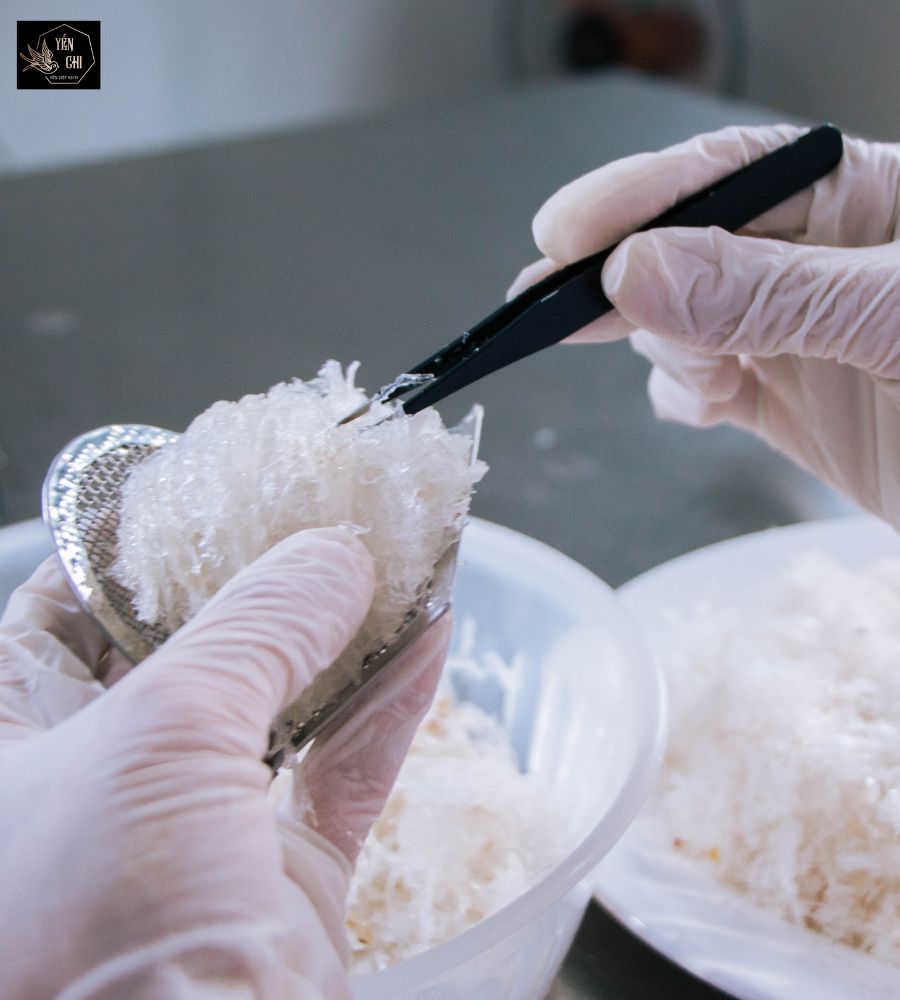 Xử lý tổ yến sau khi làm sạch Xử lý tổ yến sau khi làm sạch