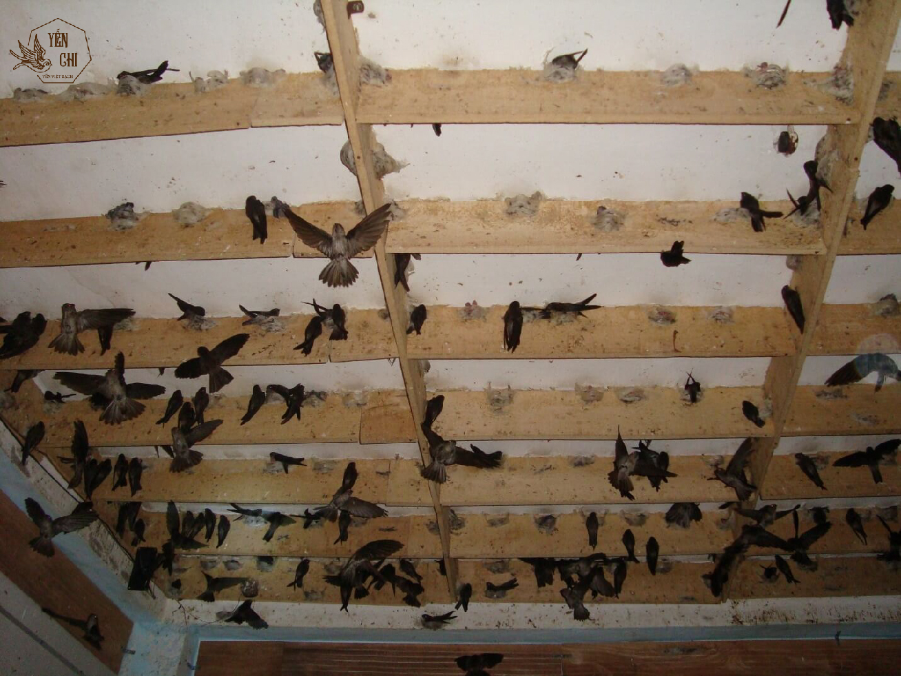 Yến thô có thể được phân biệt dựa trên các địa điểm nuôi yến Yến thô có thể được phân biệt dựa trên các địa điểm nuôi yến