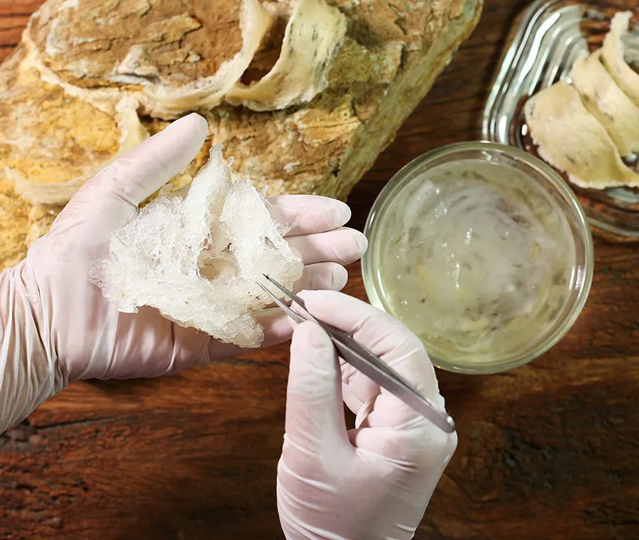 Các Bước Sơ Chế Yến Thô Chi Tiết